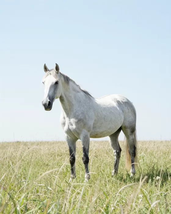 Meadow Grey