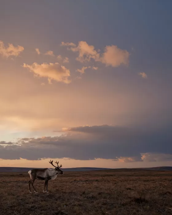 Tundra Dusk