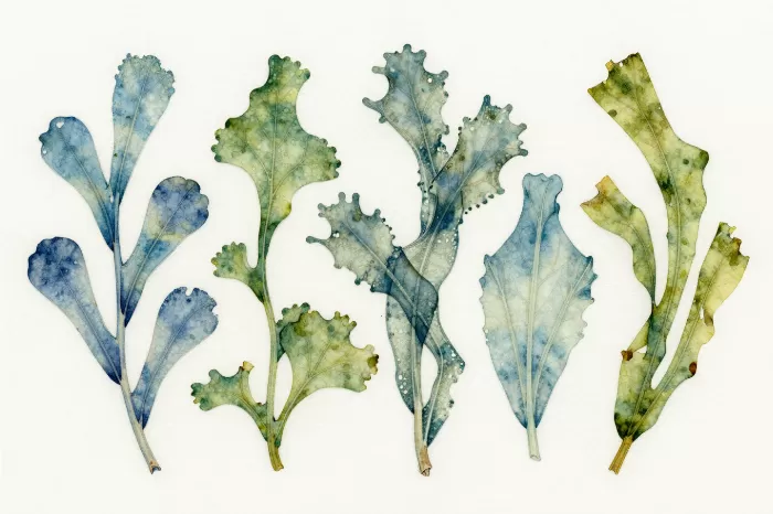 Ocean Ferns