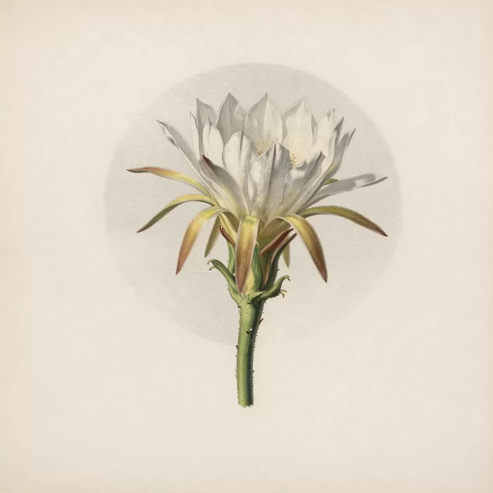 Cereus Moon