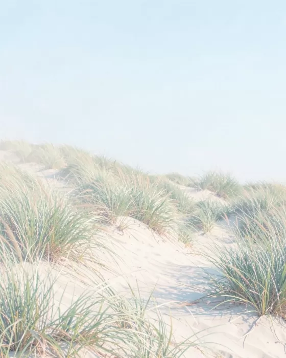 Summer Sands