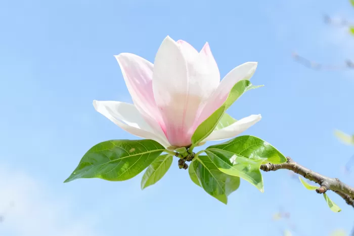 Magnolia Light