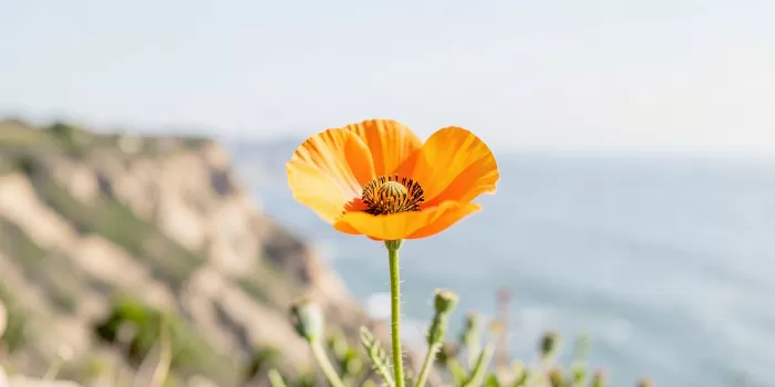 Bluff Poppy