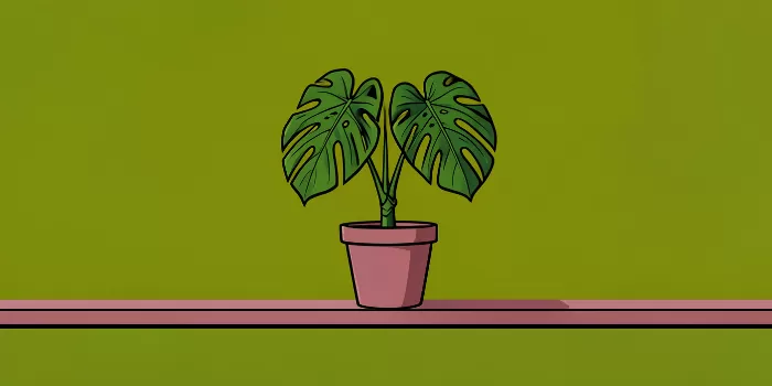 Monstera Pop