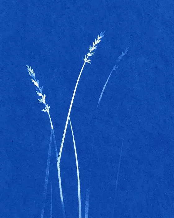 Silent Grasses