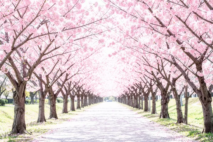 Blossom Tunnel