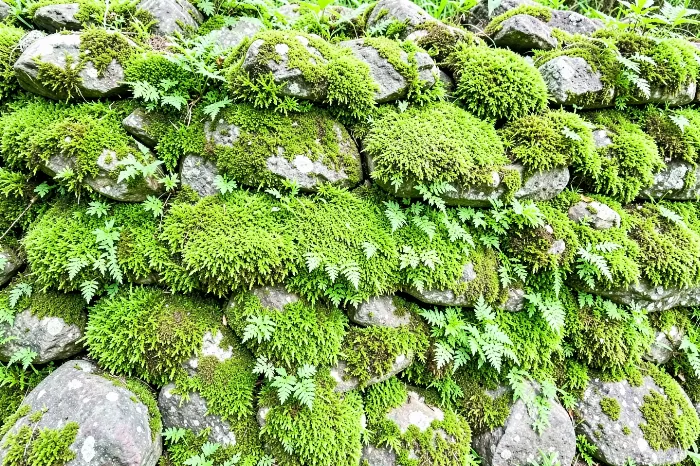 Moss Veil