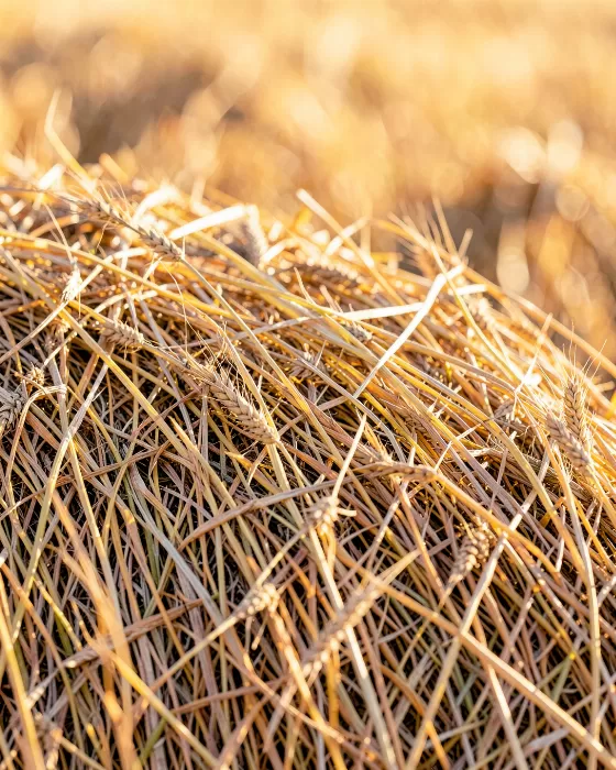 Summer Stalks
