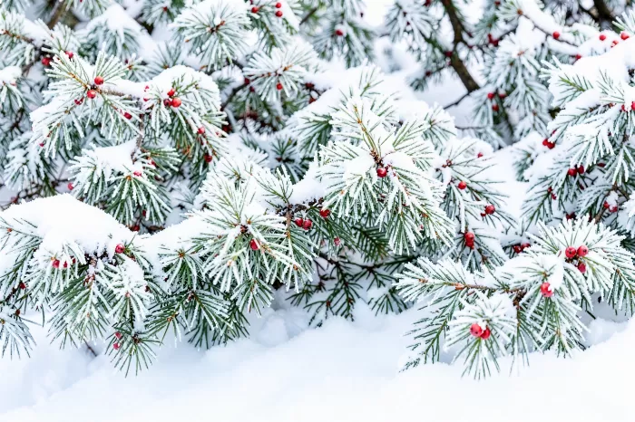 Snowy Branches