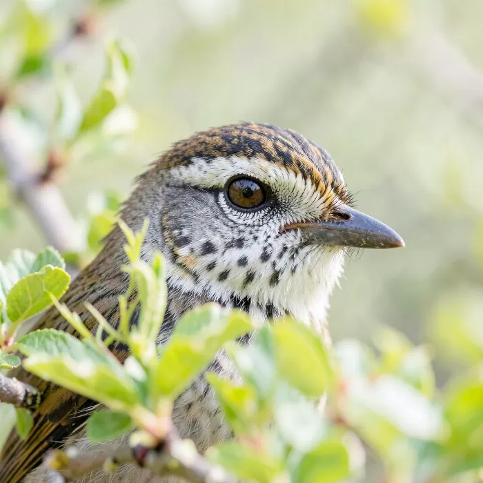 Spring Warbler
