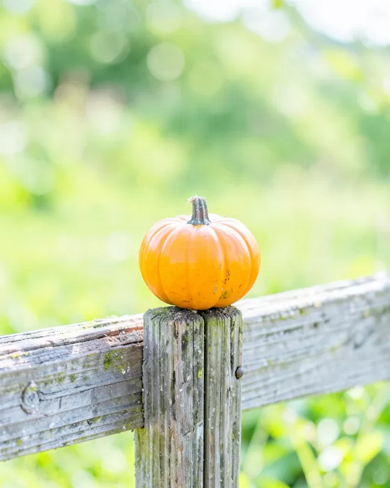 Fence Pumpkin