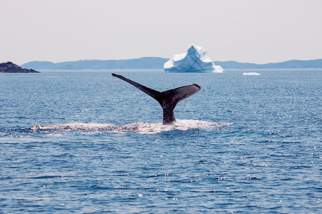 Bitta Tail - Newfoundland art print