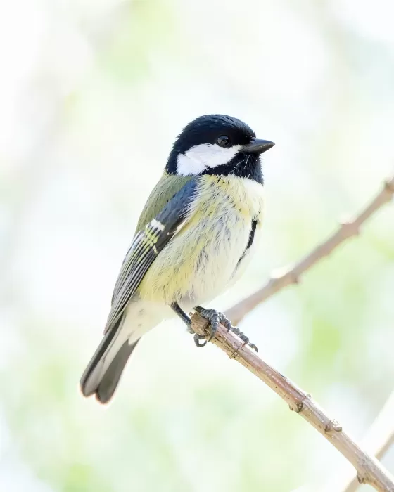 Spring Chickadee