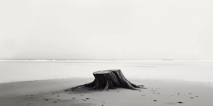 Driftwood Calm II