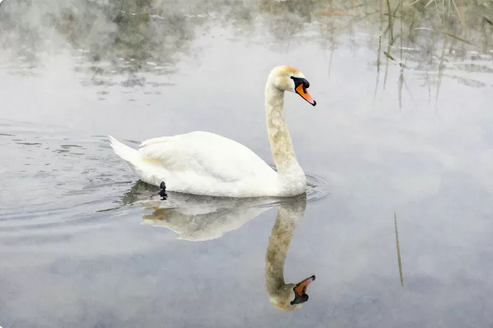 Swansong