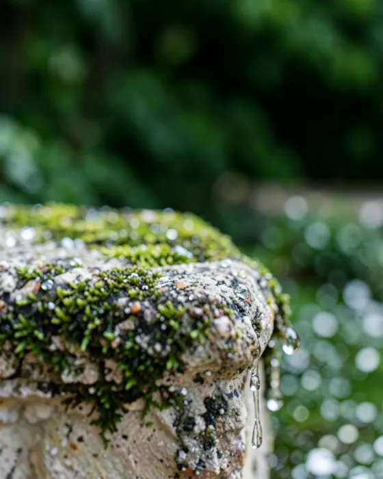 Moss Beads