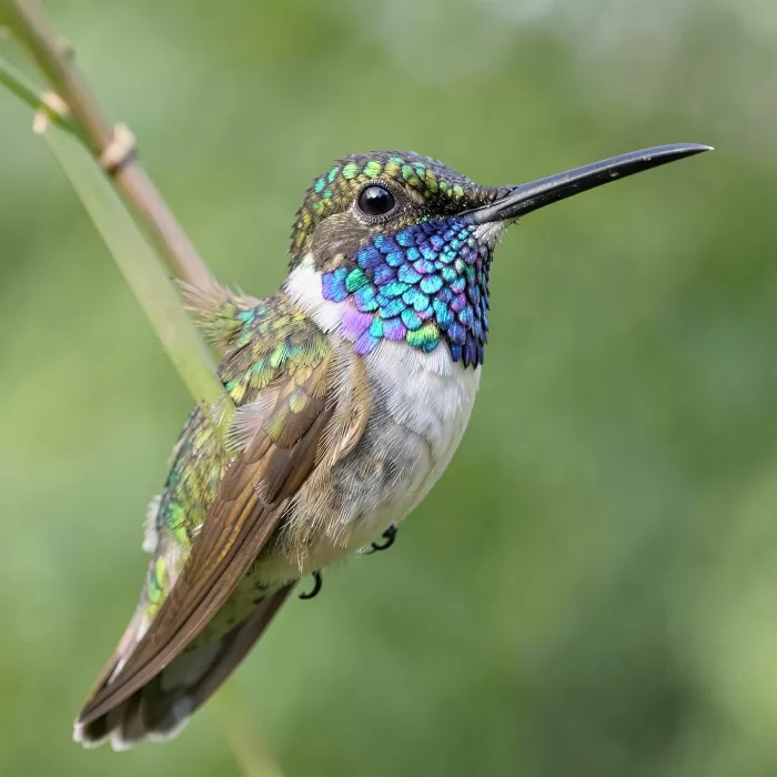 Emerald Throat