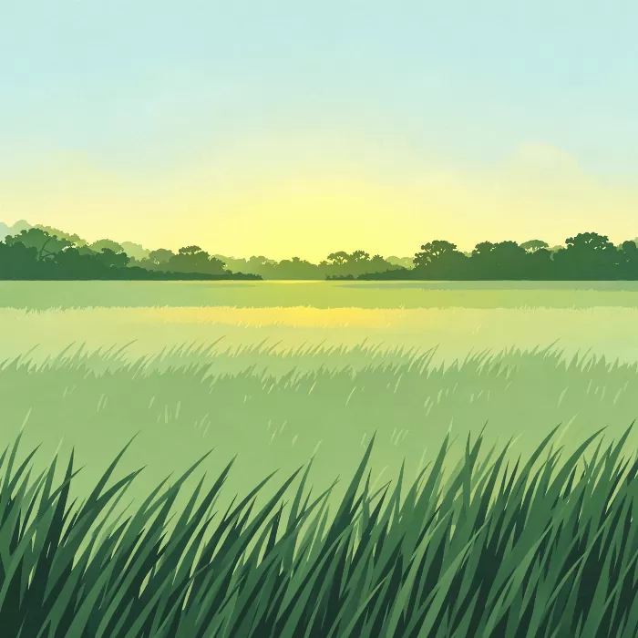 Everglades Vista