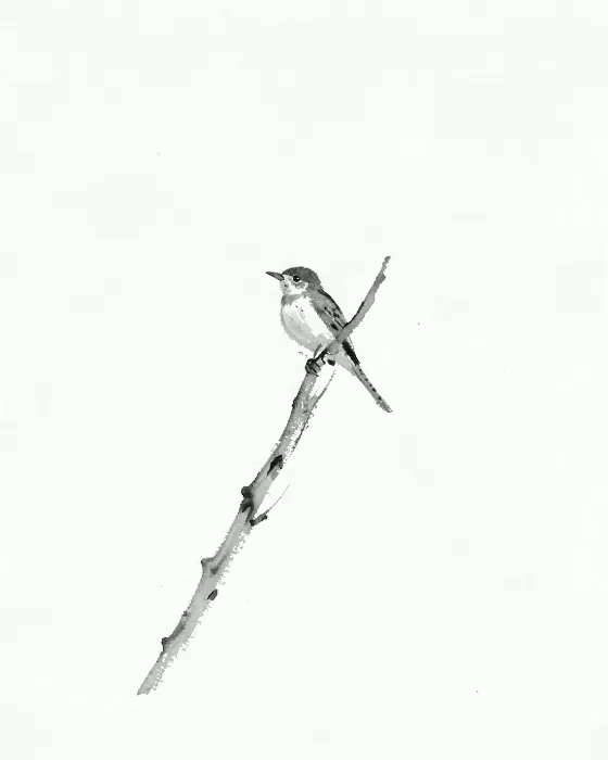 Ink Wren