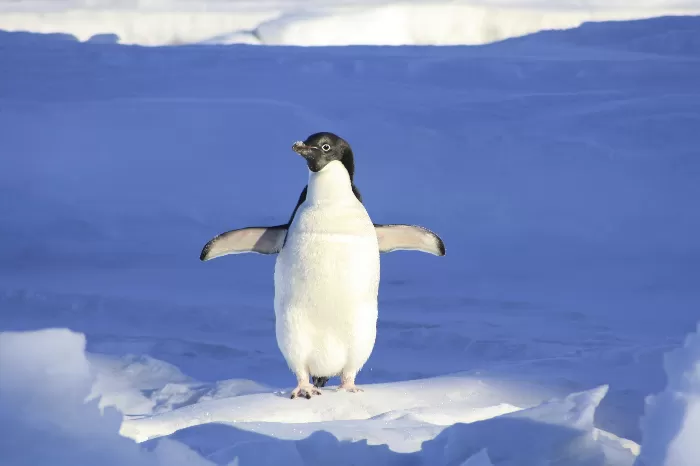 penguin in Antarctica
