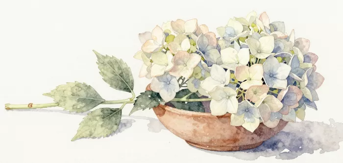 Soft Hydrangeas
