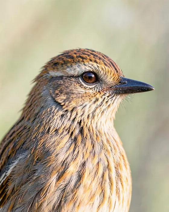 Featherlight