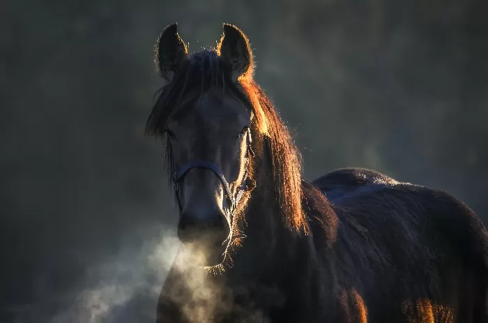 Stallion