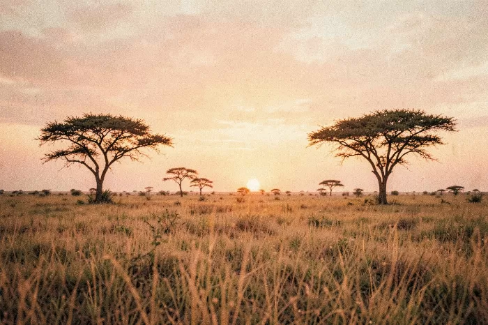 Serengeti Sunset