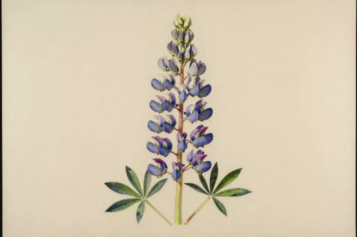 River Lupine