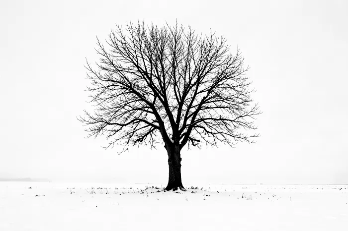 Still Winter
