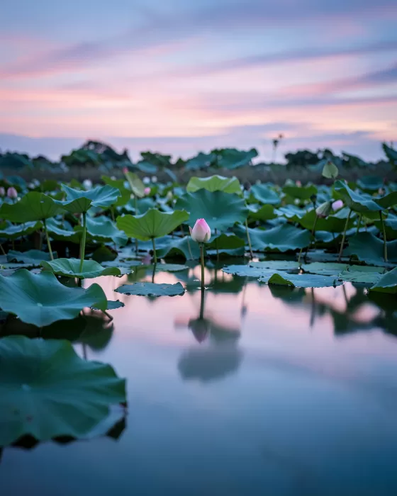 Pink Reflection