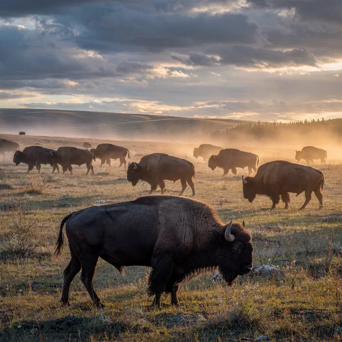 Yellowstone Herd