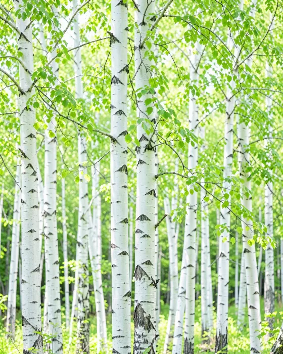 Vernal Birches
