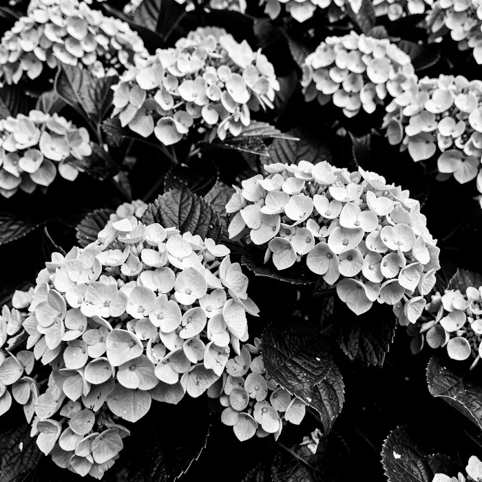 Garden Hydrangeas
