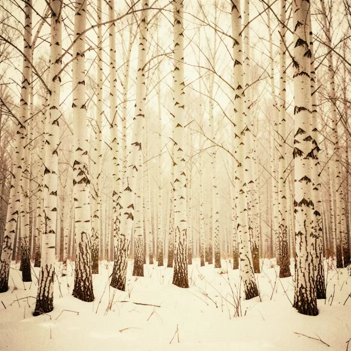Birch Snowfall