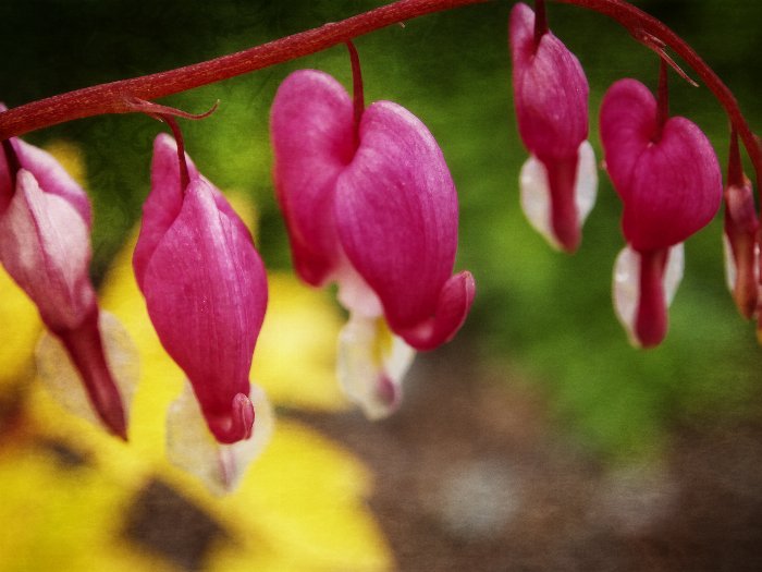 Bleeding Heart - Newfoundland art print
