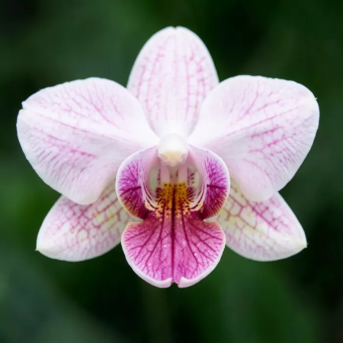 Velvet Orchid