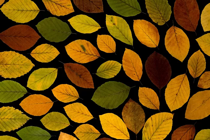 Aesthetic autumn leaf background
