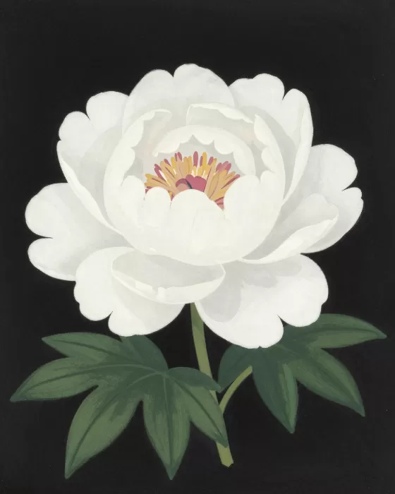 Peony Noir