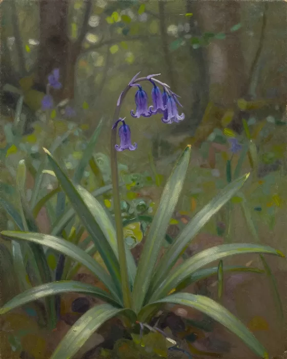 Bluebell Light