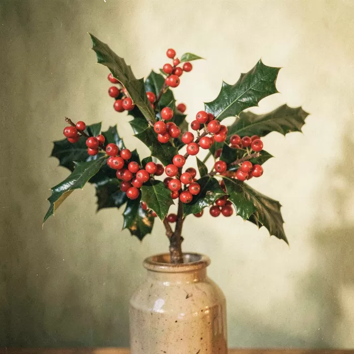 Holly Branch