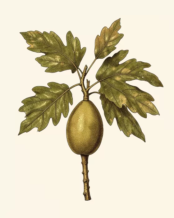 Breadfruit Study