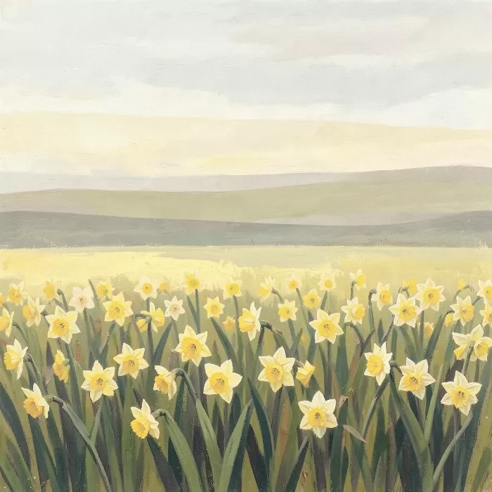 Daffodil Field