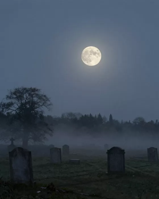 Moonlit Rest