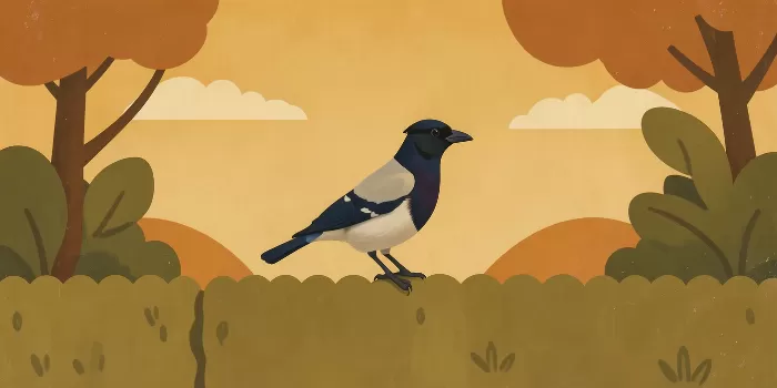 Hedgerow Magpie