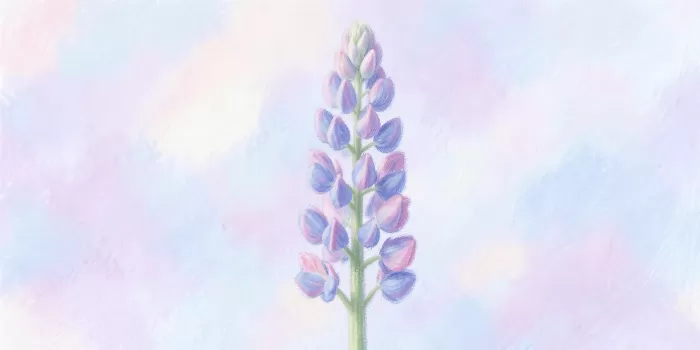 Soft Lupine