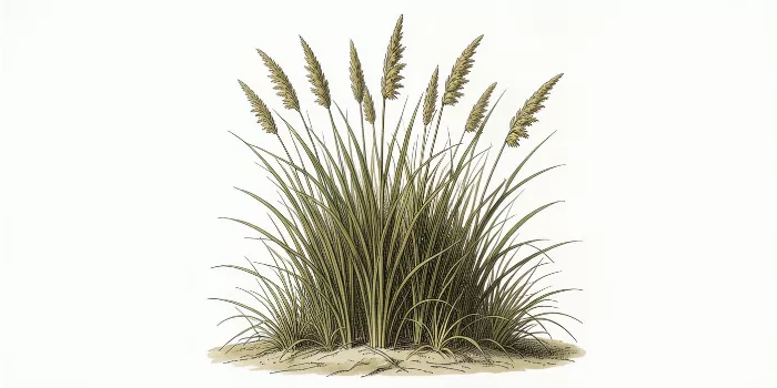 Coastal Reeds