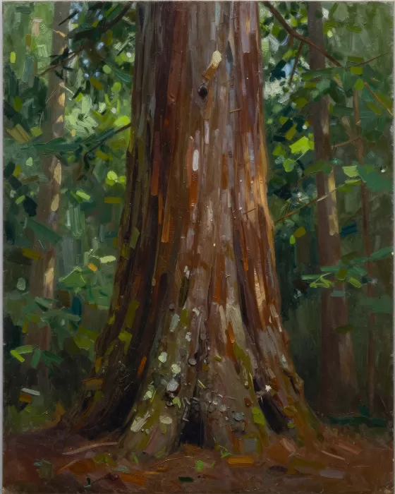 Redwood Canopy