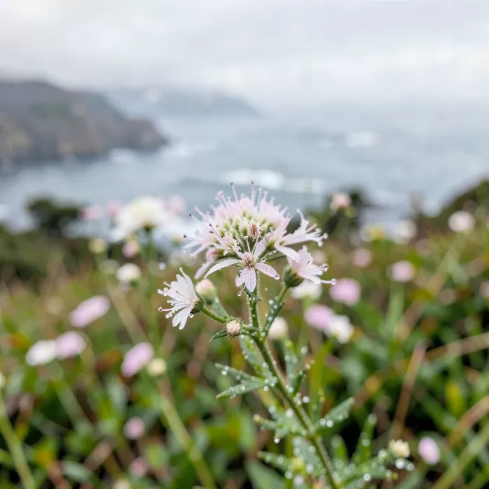 Coastal Dewdrop
