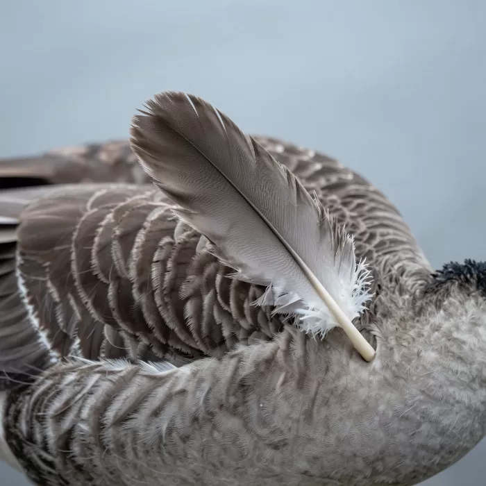 Downy Detail